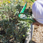 La cokerie de Drocourt et ses nouveaux habitants