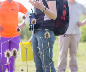 Les oiseaux de la Cité de la Faisanderie